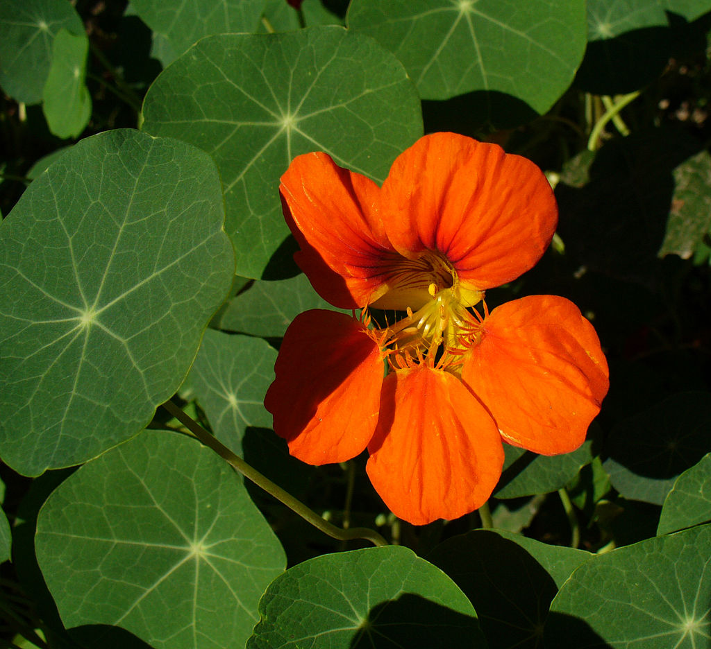 Nasturtium Butter King's Taste Productions