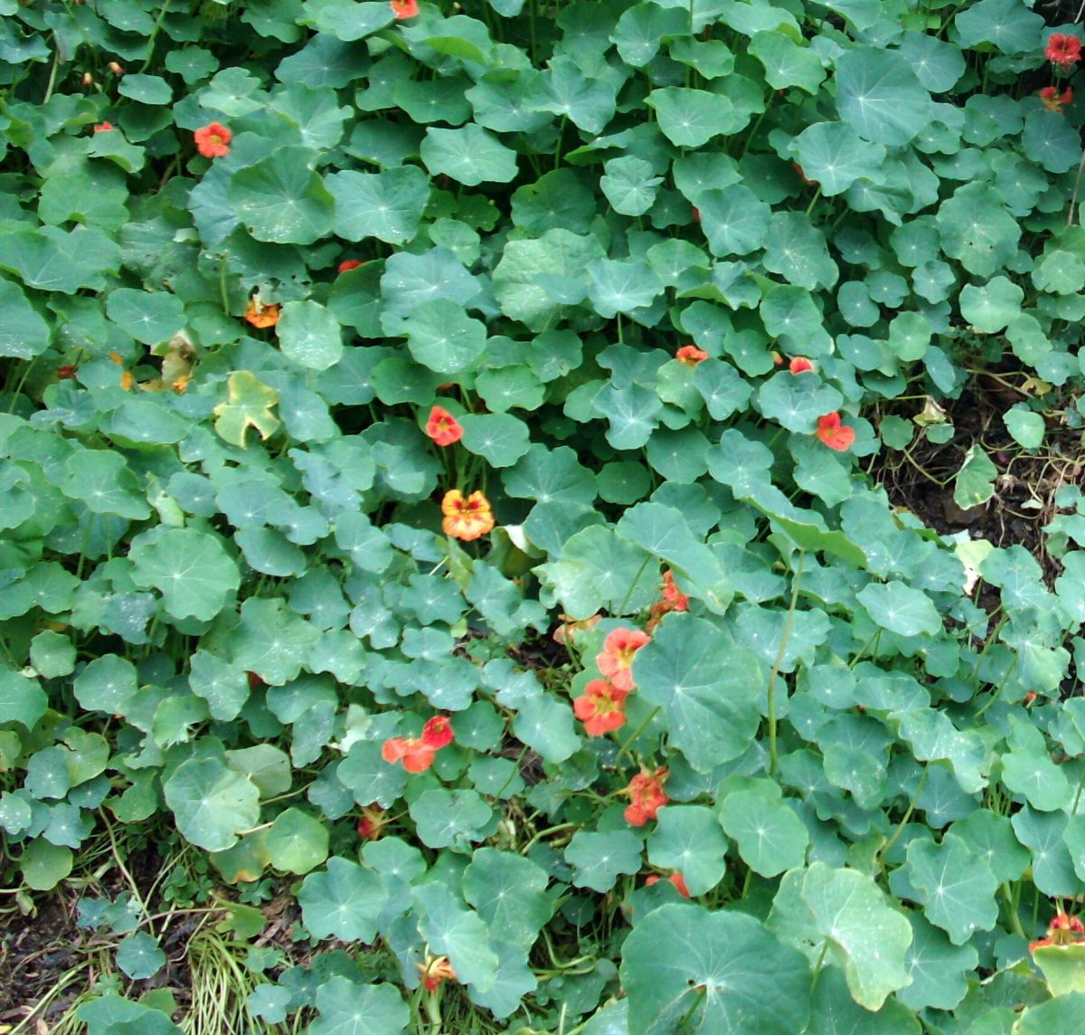 Nasturtium Butter King's Taste Productions